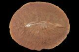Fossil Shrimp (Peachocaris) Nodule - Illinois #142482-1